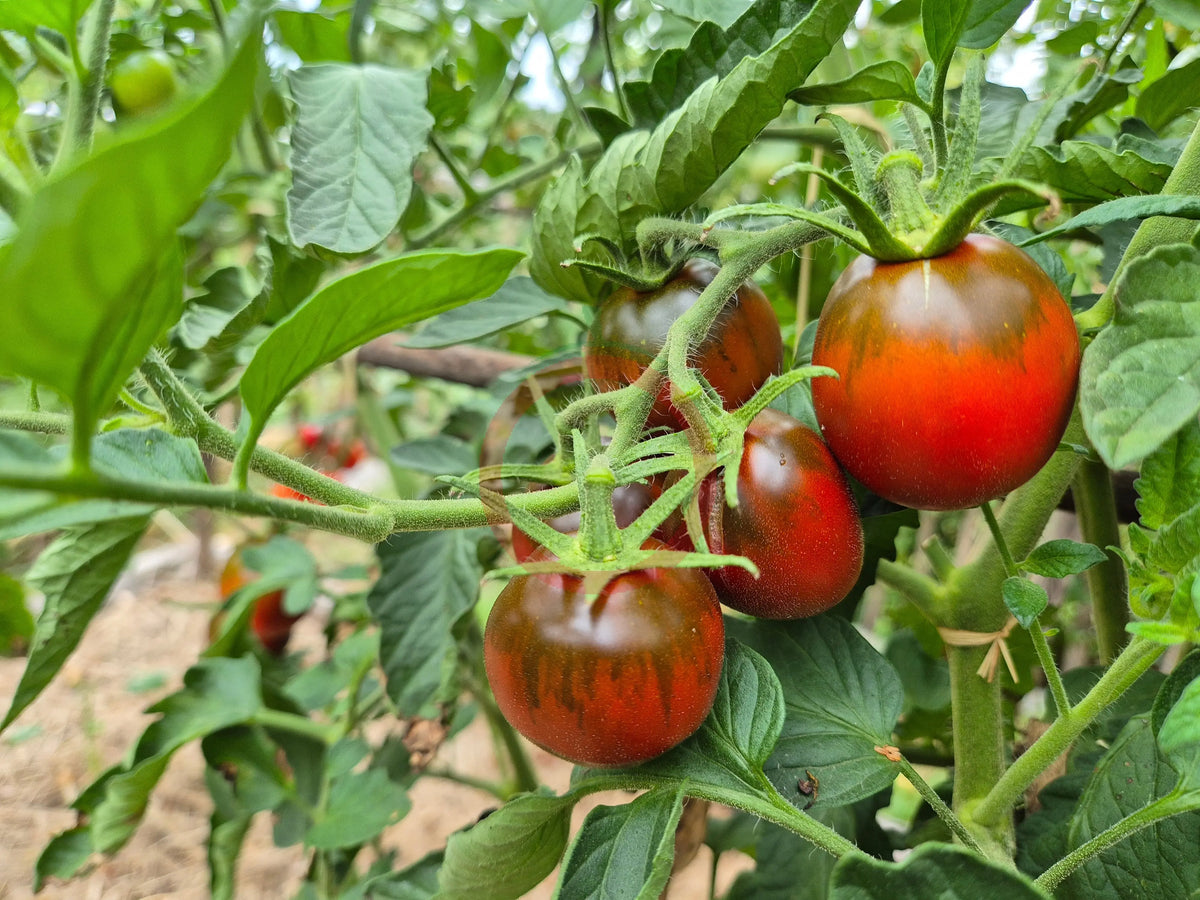 Paul Robeson DER TOMATENFLÜSTERER
