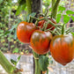 Paul Robeson DER TOMATENFLÜSTERER