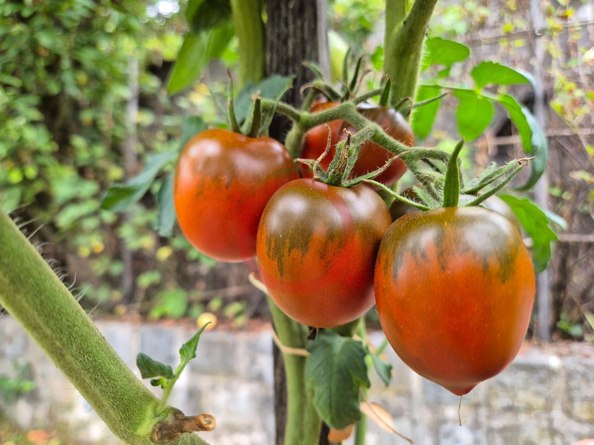 Paul Robeson DER TOMATENFLÜSTERER