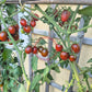 Paulinas Secret DER TOMATENFLÜSTERER