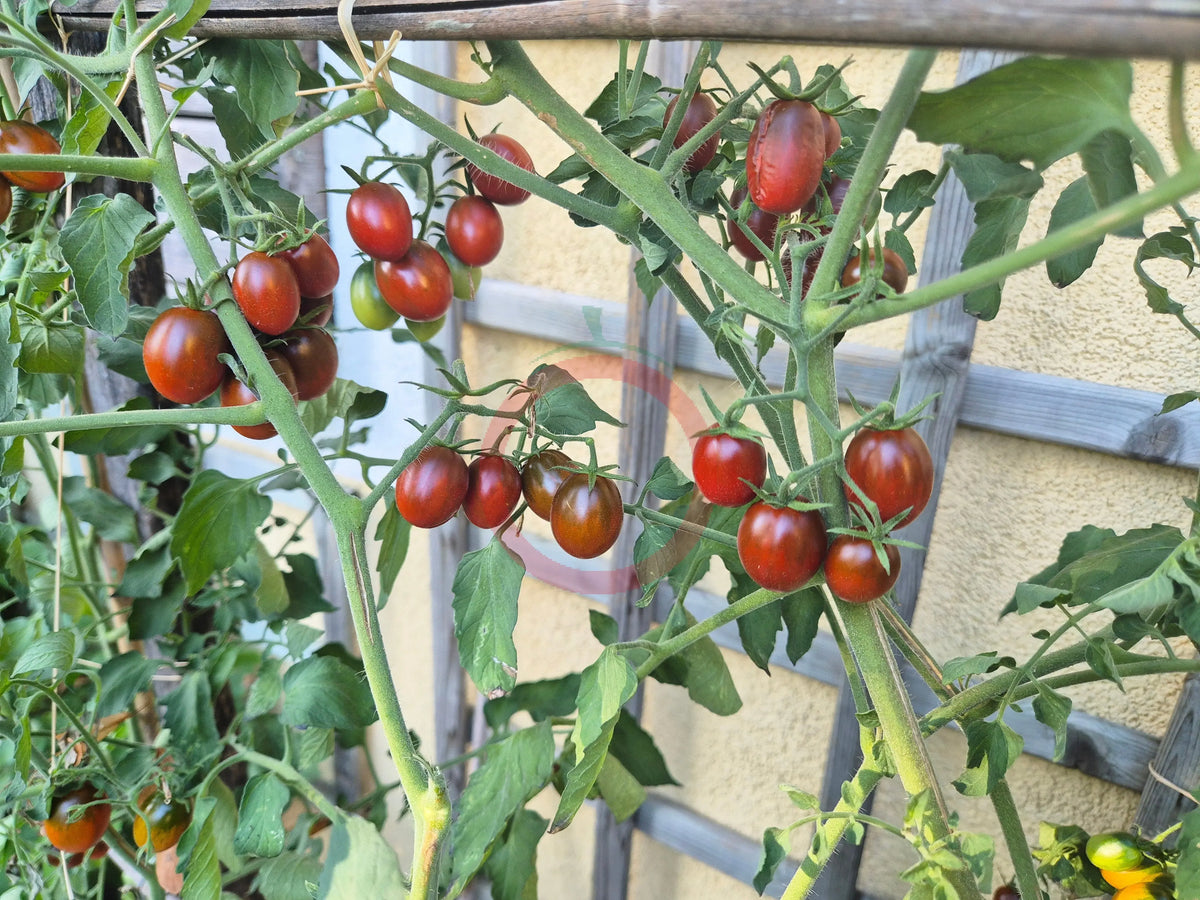 Paulinas Secret DER TOMATENFLÜSTERER