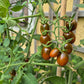 Paulinas Secret DER TOMATENFLÜSTERER