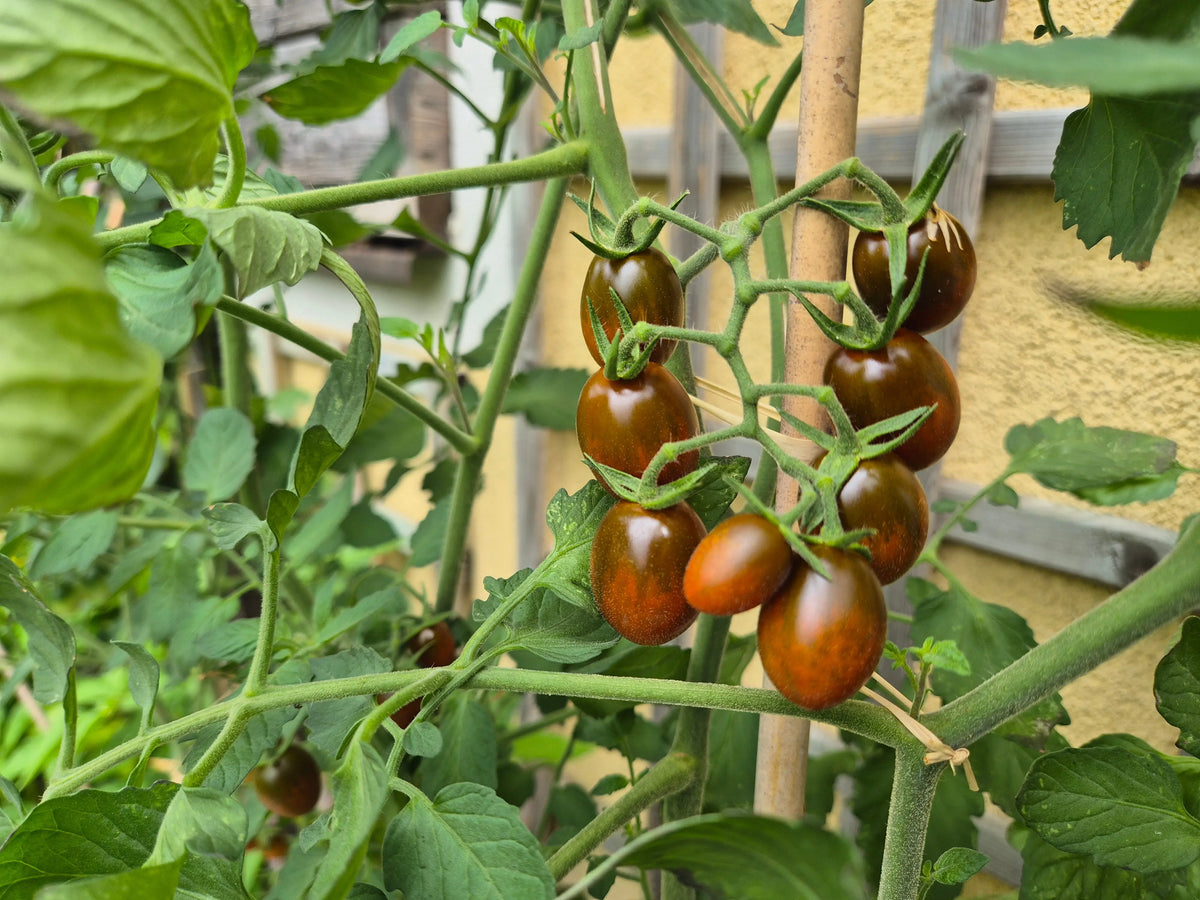 Paulinas Secret DER TOMATENFLÜSTERER