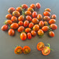 Paulinas Secret DER TOMATENFLÜSTERER