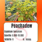 Peachadew DER TOMATENFLÜSTERER