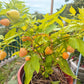Peachadew DER TOMATENFLÜSTERER