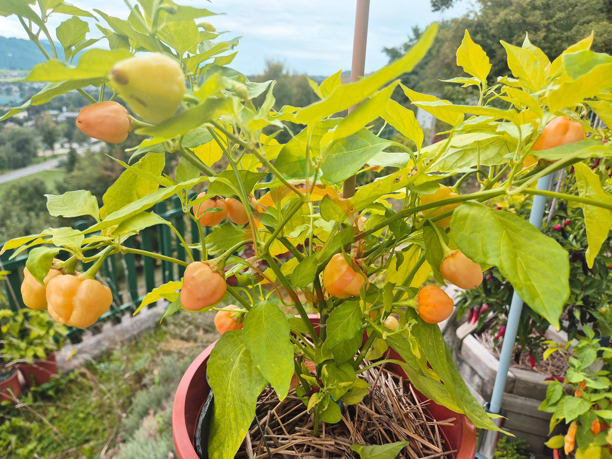 Peachadew DER TOMATENFLÜSTERER