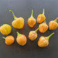 Peachadew DER TOMATENFLÜSTERER