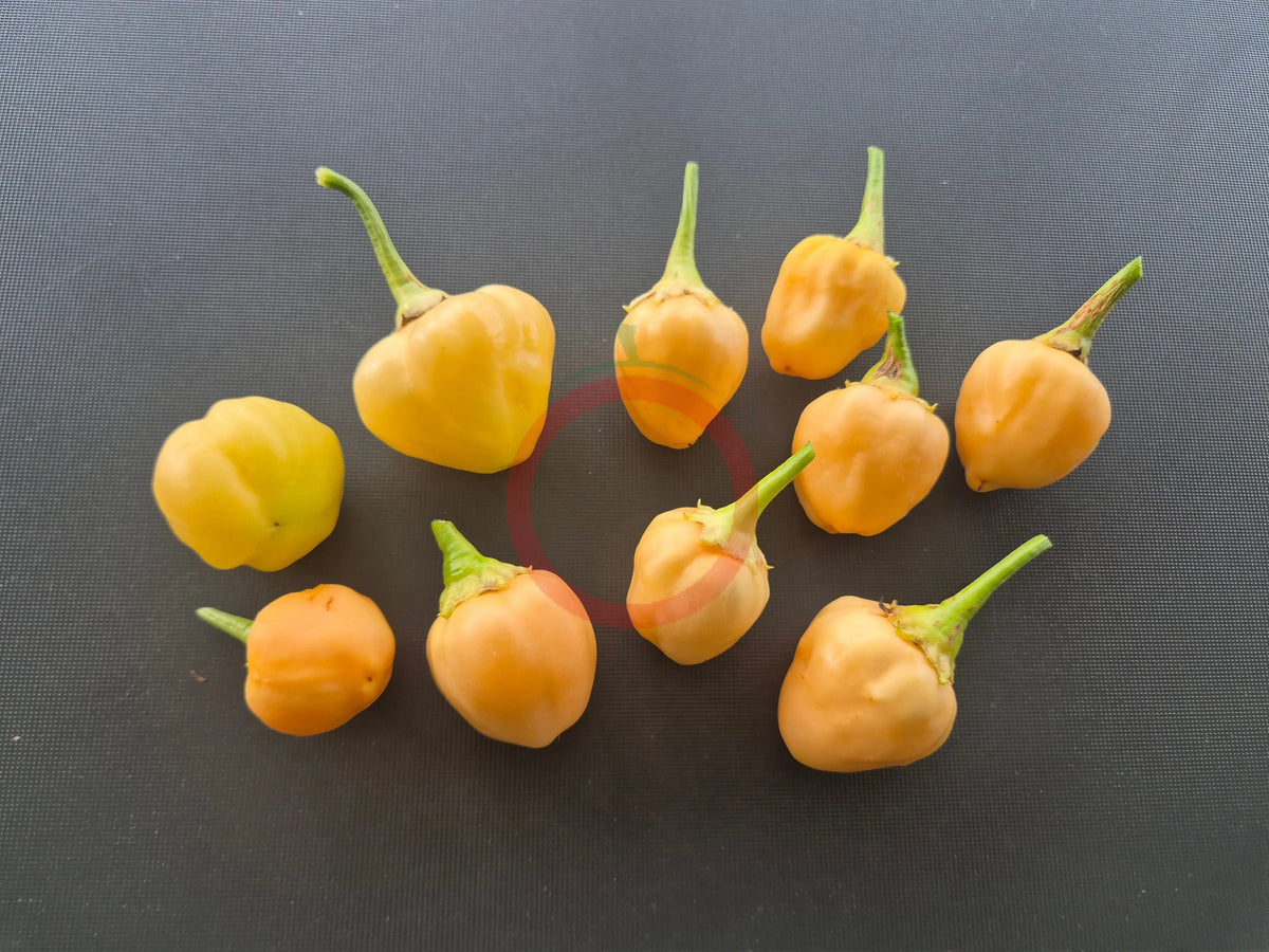 Peachadew DER TOMATENFLÜSTERER