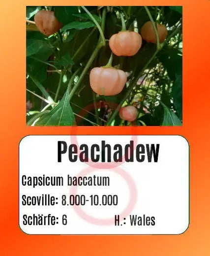 Peachadew DER TOMATENFLÜSTERER