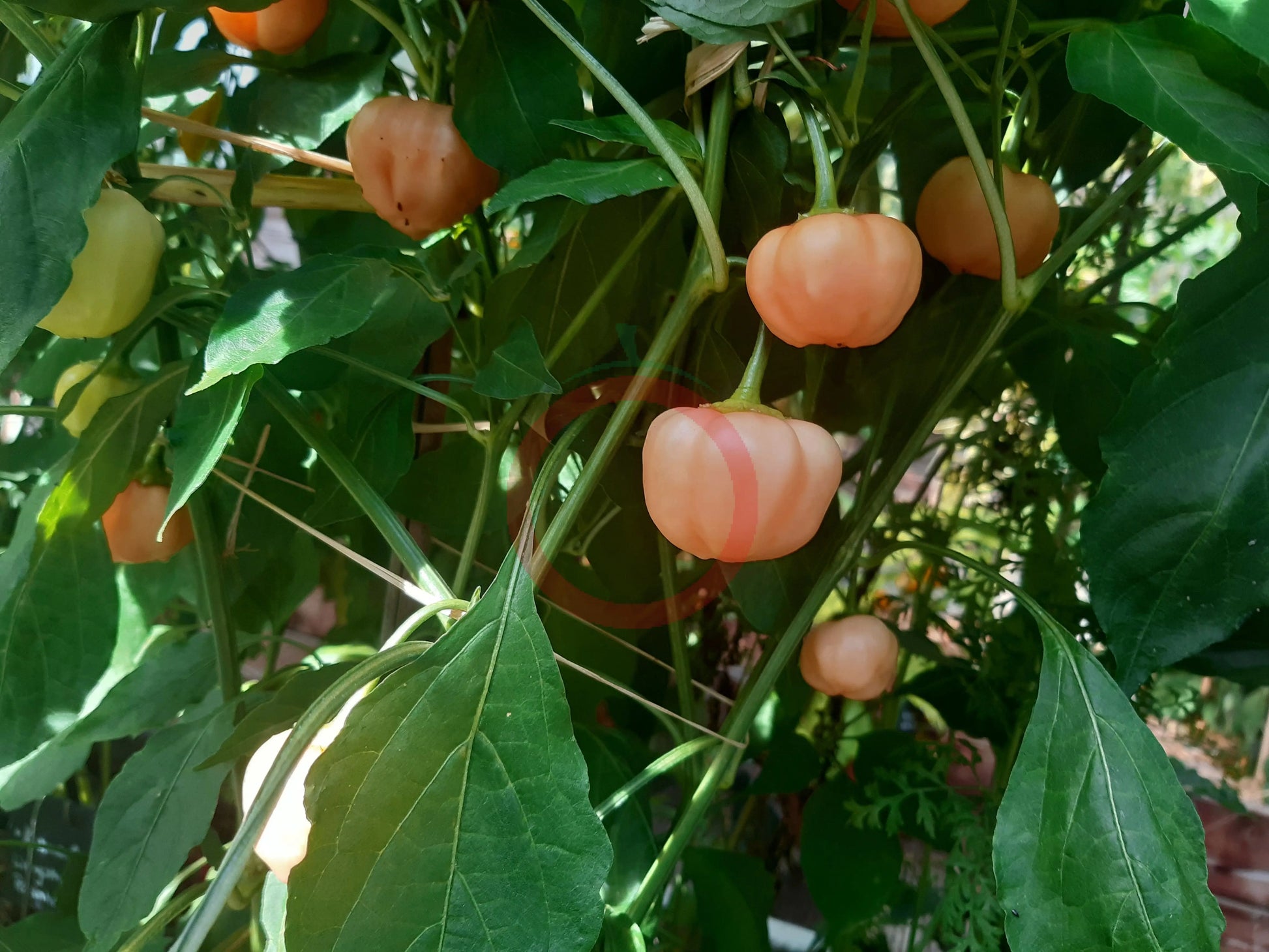 Peachadew DER TOMATENFLÜSTERER