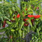 Peperoni di Senise DER TOMATENFLÜSTERER