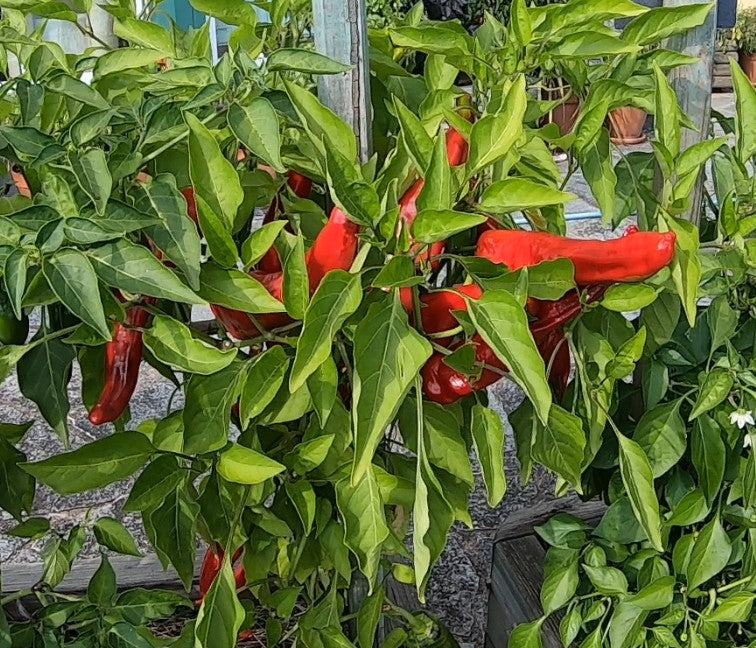 Peperoni di Senise DER TOMATENFLÜSTERER