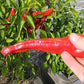 Peperoni di Senise DER TOMATENFLÜSTERER