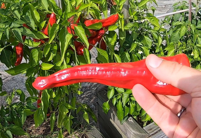 Peperoni di Senise DER TOMATENFLÜSTERER