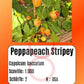 Peppapeach Stripey DER TOMATENFLÜSTERER