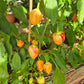 Peppapeach Stripey DER TOMATENFLÜSTERER