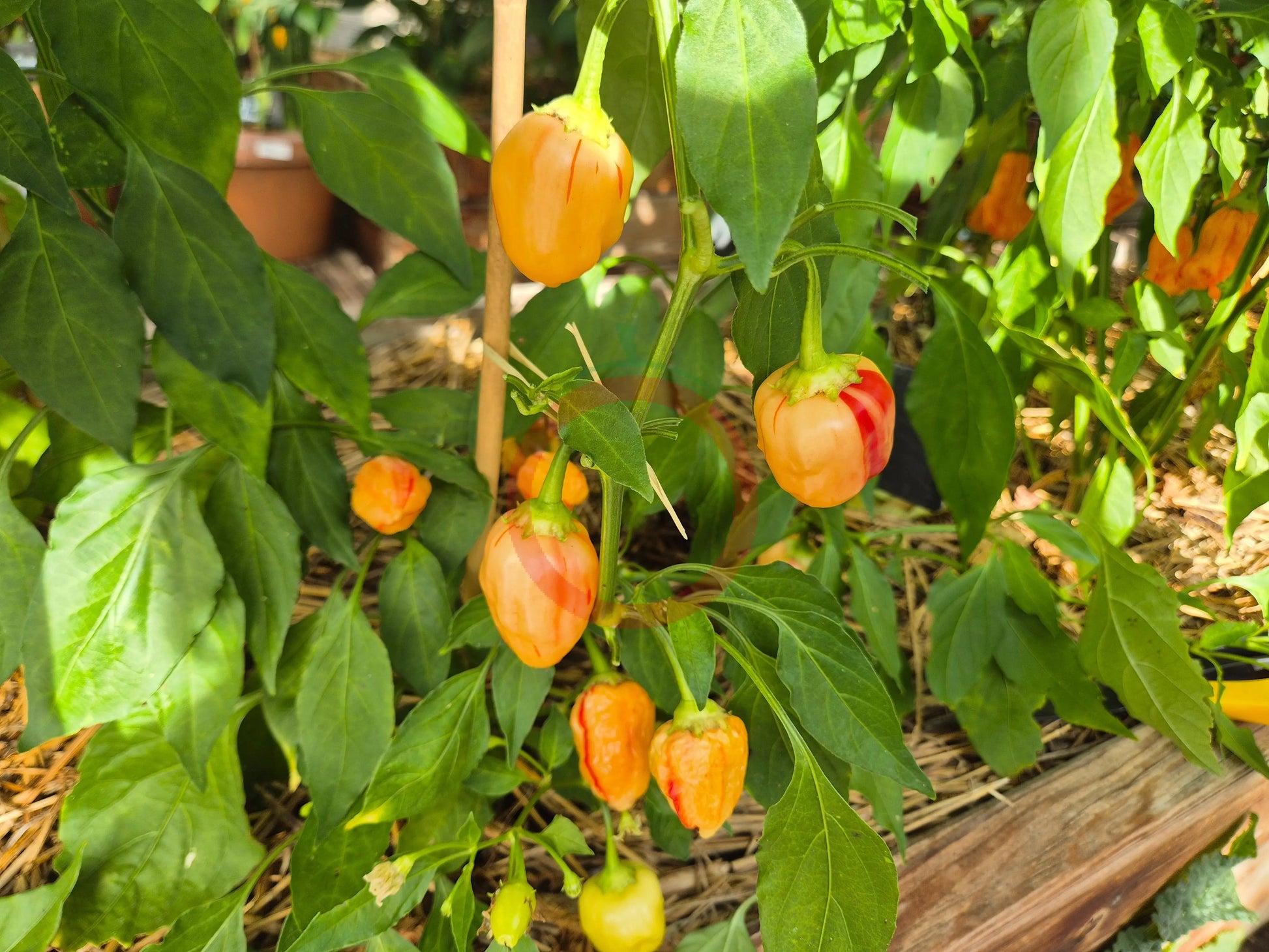 Peppapeach Stripey DER TOMATENFLÜSTERER