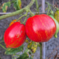 Pera Tijola Almeira DER TOMATENFLÜSTERER