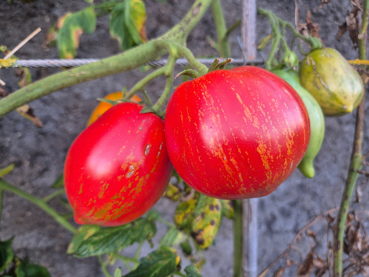 Pera Tijola Almeira DER TOMATENFLÜSTERER