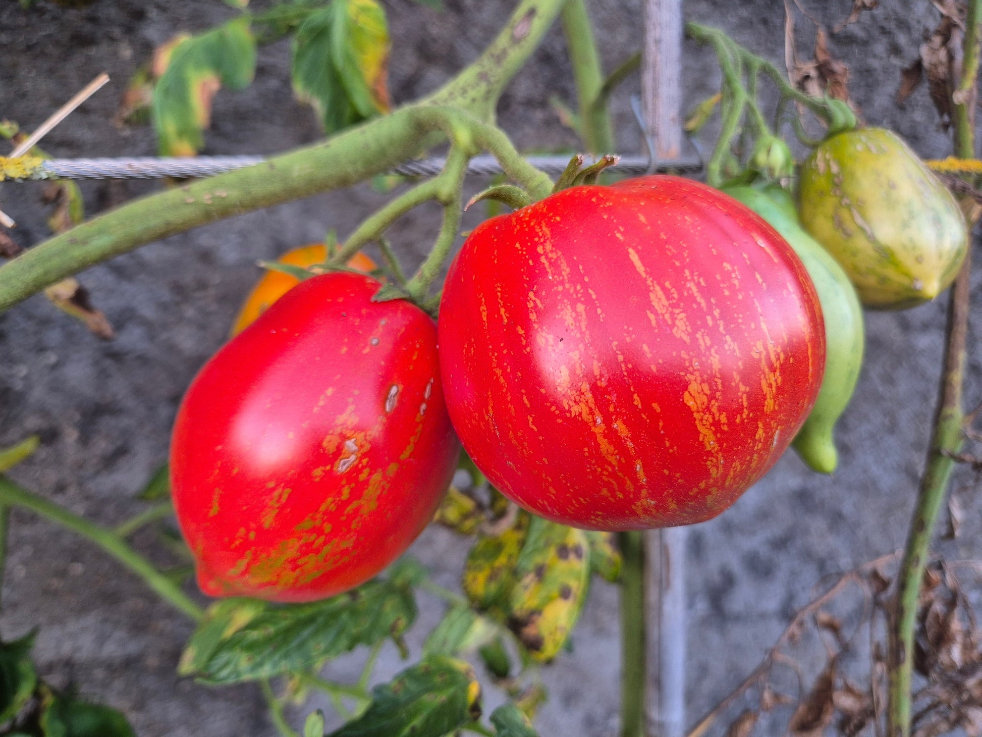 Pera Tijola Almeira DER TOMATENFLÜSTERER
