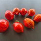 Pera Tijola Almeira DER TOMATENFLÜSTERER