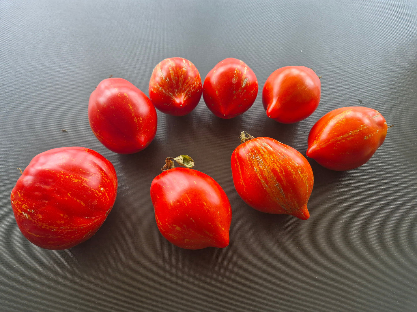 Pera Tijola Almeira DER TOMATENFLÜSTERER