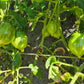 Pera Tijola Almeira DER TOMATENFLÜSTERER