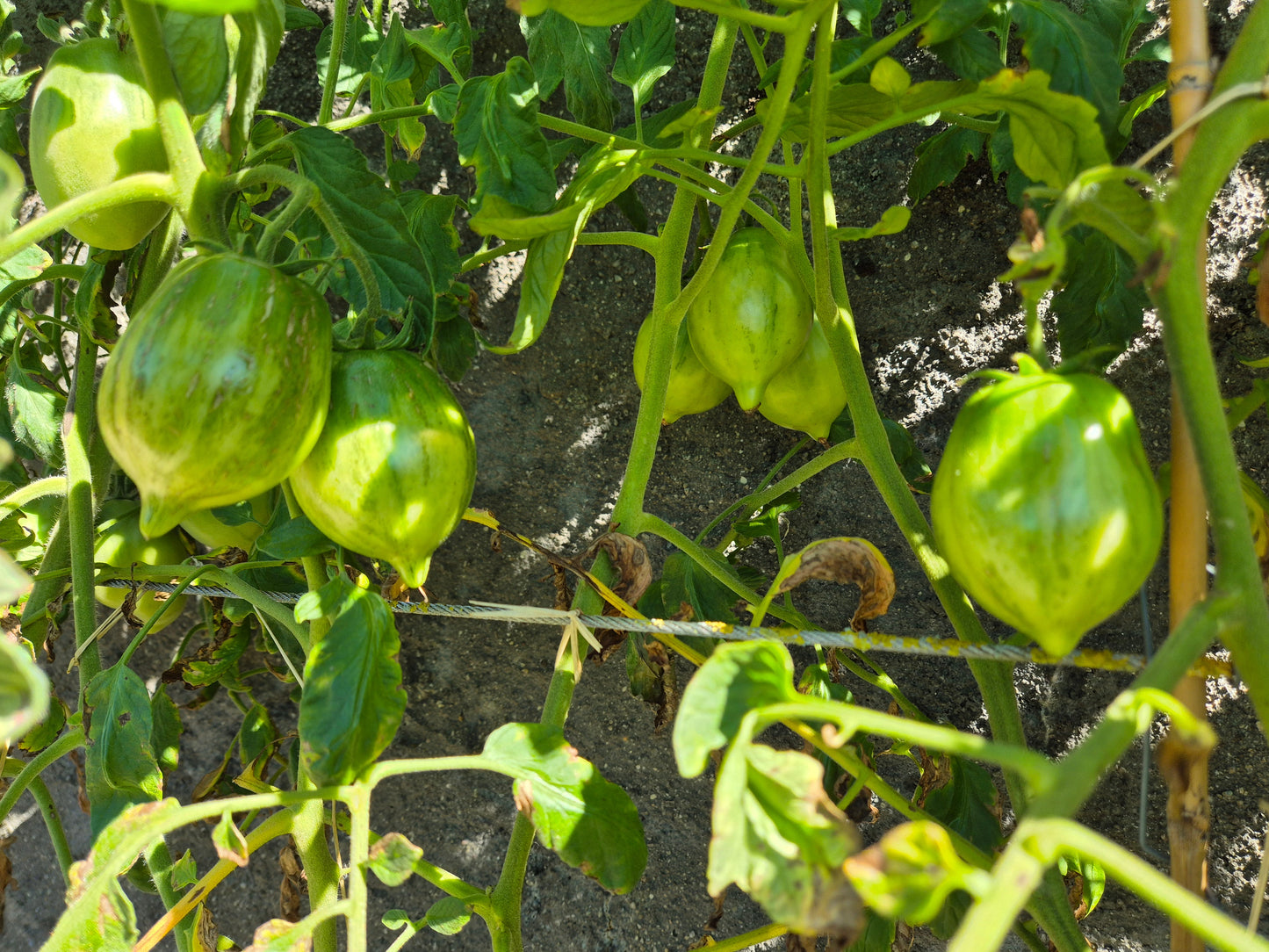 Pera Tijola Almeira DER TOMATENFLÜSTERER