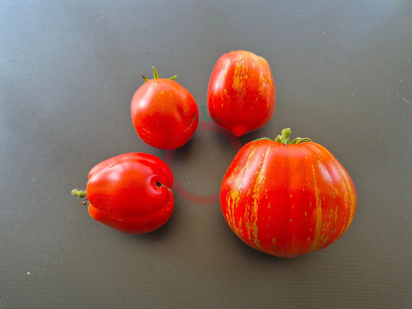 Pera Tijola Almeira DER TOMATENFLÜSTERER