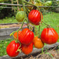 Pera d´Abruzza DER TOMATENFLÜSTERER
