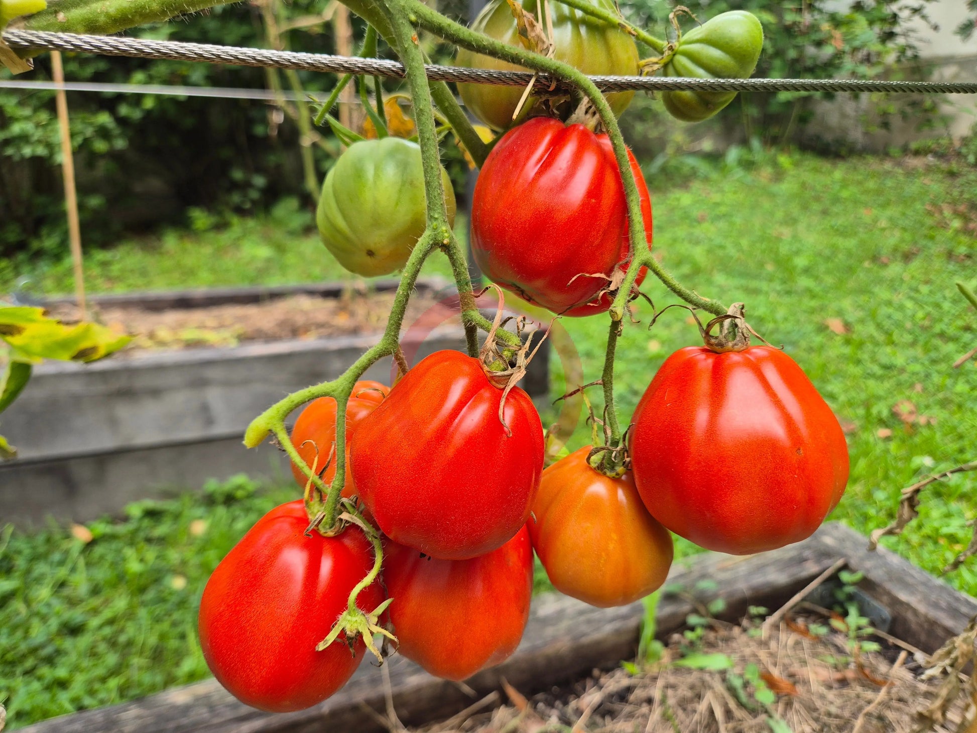 Pera d´Abruzza DER TOMATENFLÜSTERER