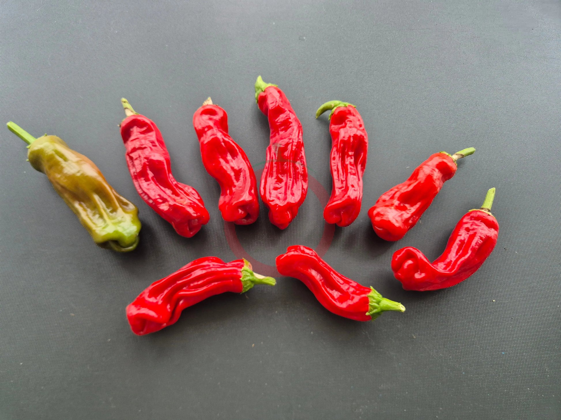 Peter Pepper DER TOMATENFLÜSTERER