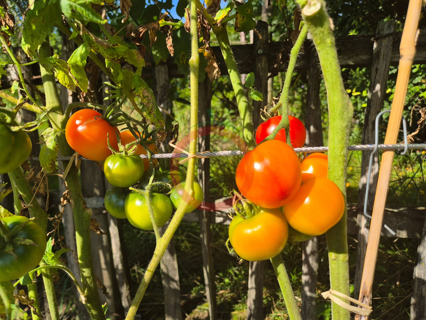 Petit Ananas DER TOMATENFLÜSTERER
