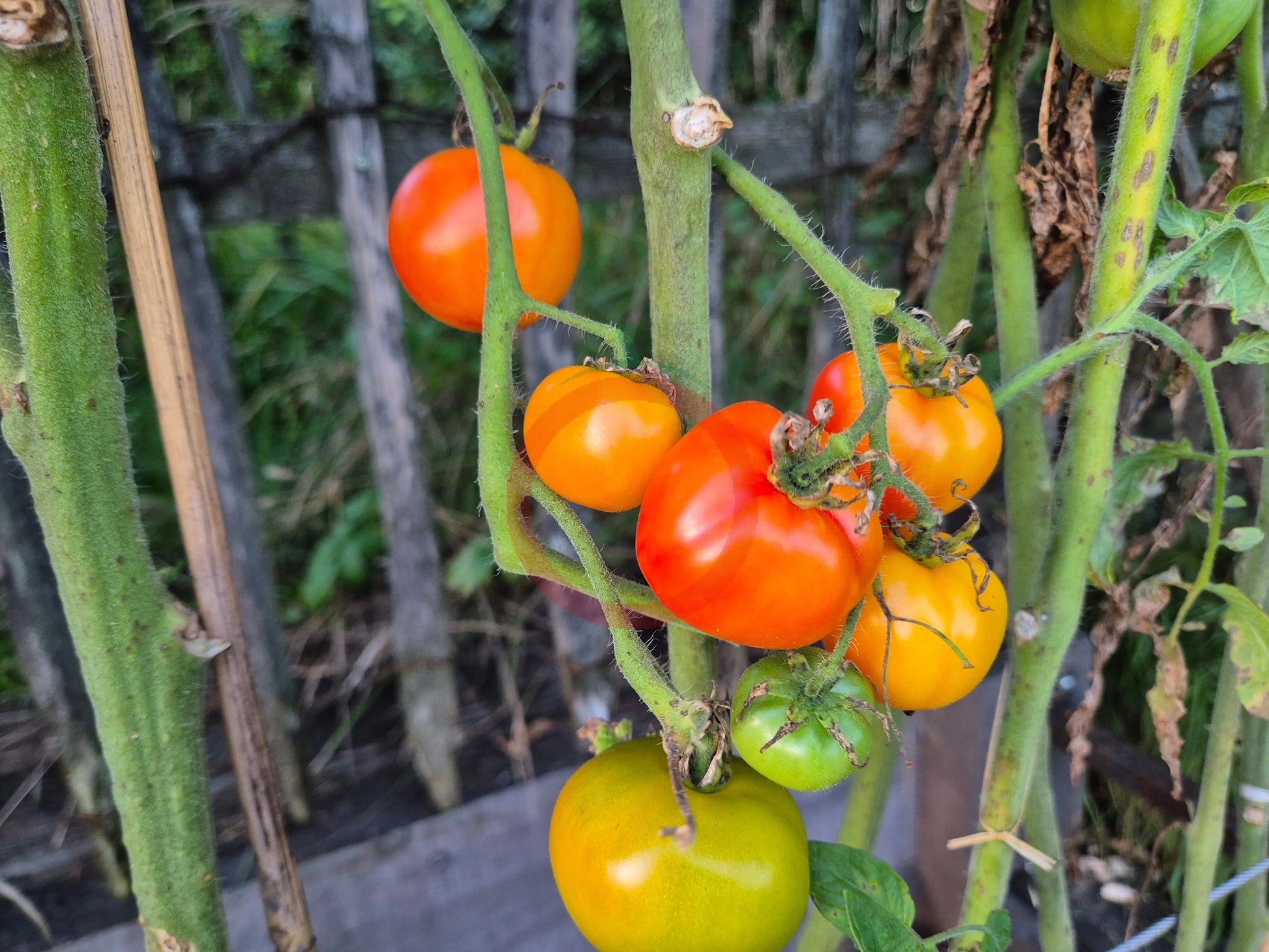 Petit Ananas DER TOMATENFLÜSTERER