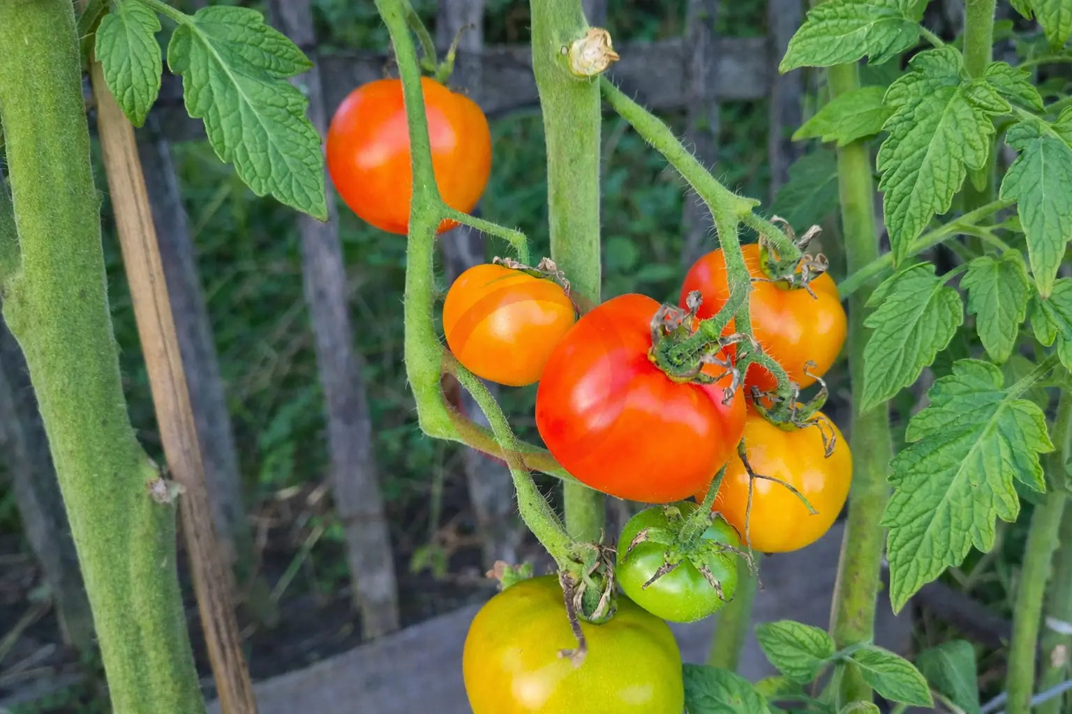 Petit Ananas DER TOMATENFLÜSTERER