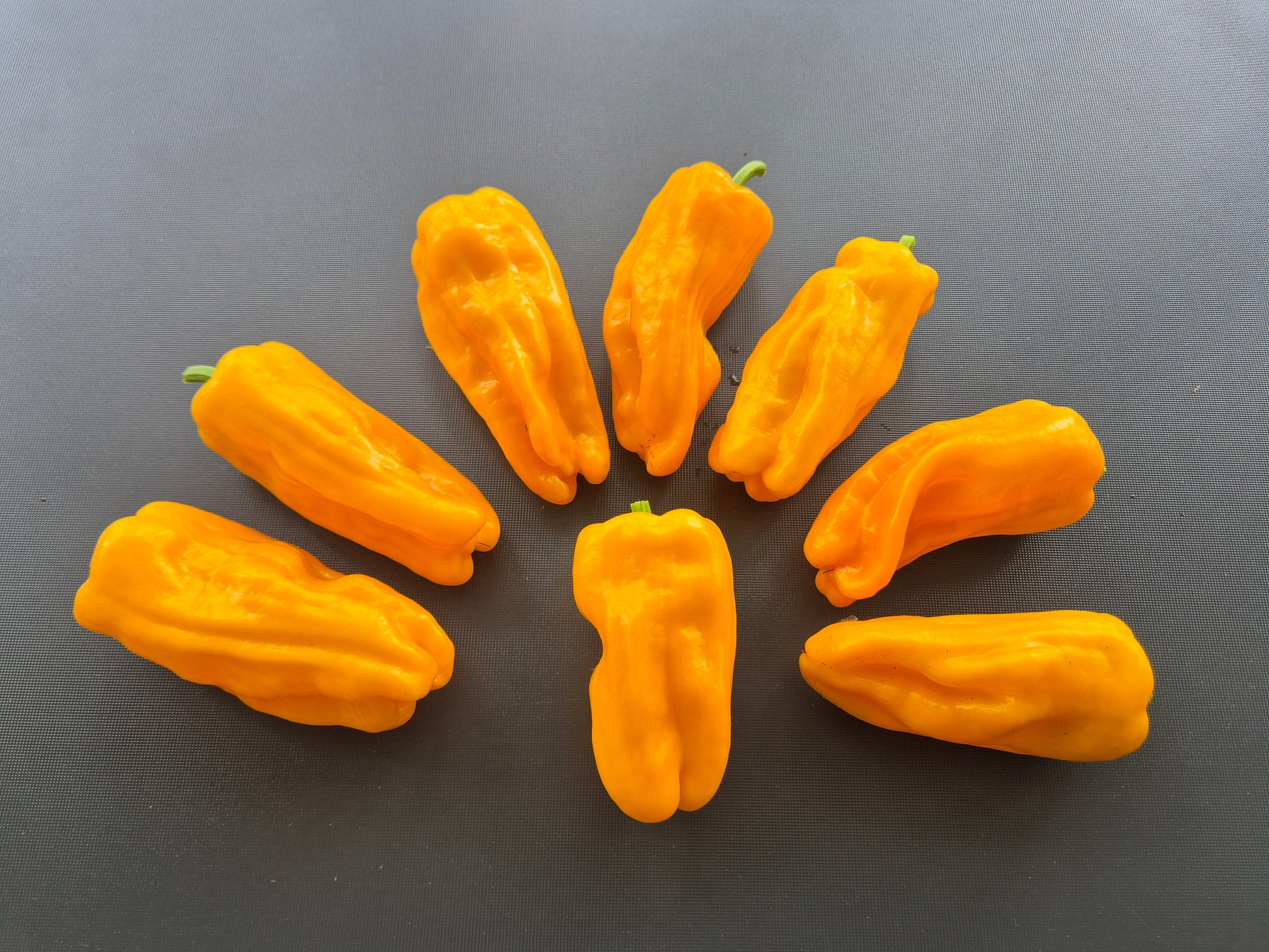 Petit Marseillaise DER TOMATENFLÜSTERER