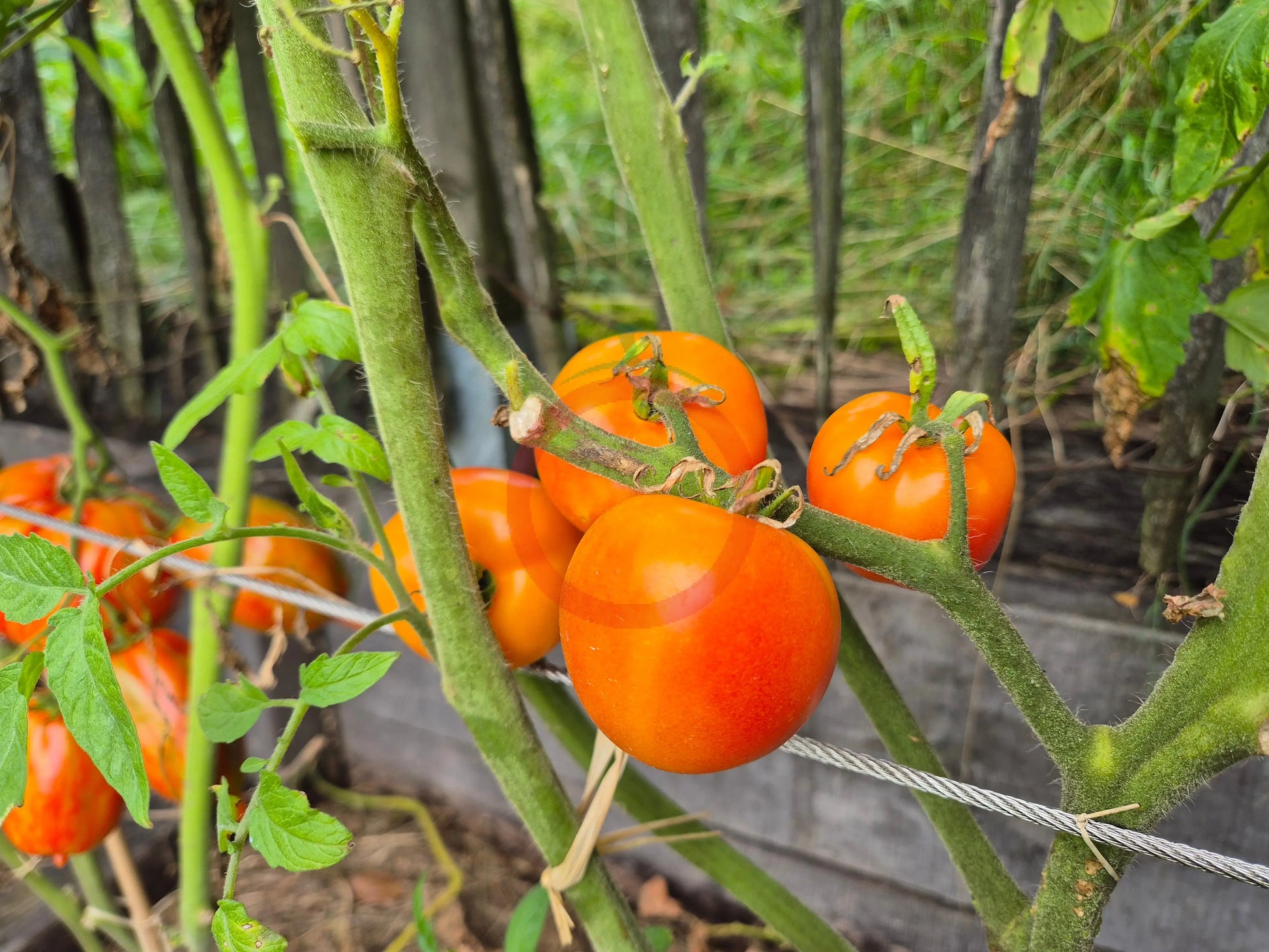 Petite Ananas DER TOMATENFLÜSTERER