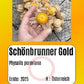 Physalis "Schönbrunner Gold" DER TOMATENFLÜSTERER