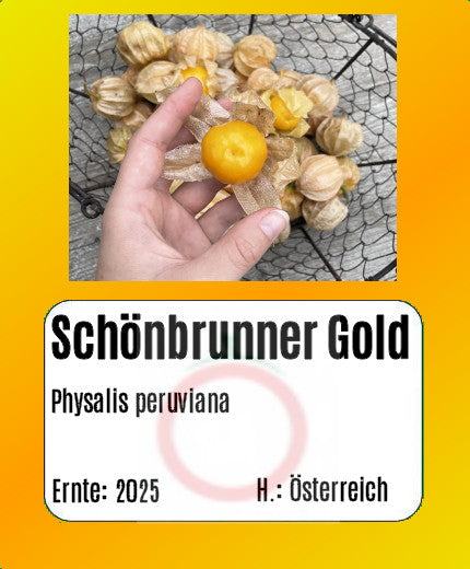 Physalis "Schönbrunner Gold" DER TOMATENFLÜSTERER