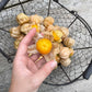 Physalis "Schönbrunner Gold" DER TOMATENFLÜSTERER