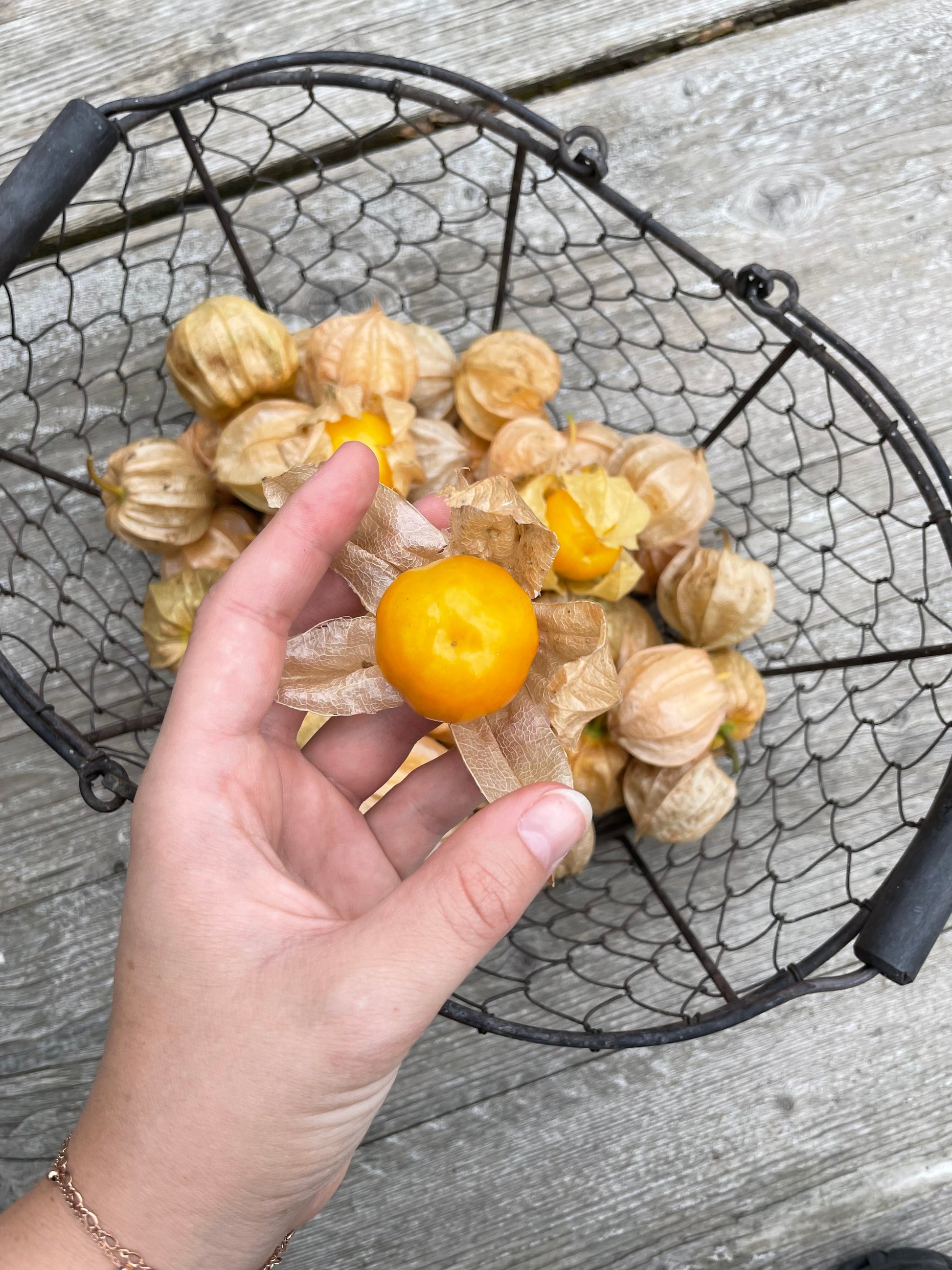 physalis aufbewahren Physalis "Schönbrunner Gold"