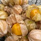 Physalis "Schönbrunner Gold" DER TOMATENFLÜSTERER