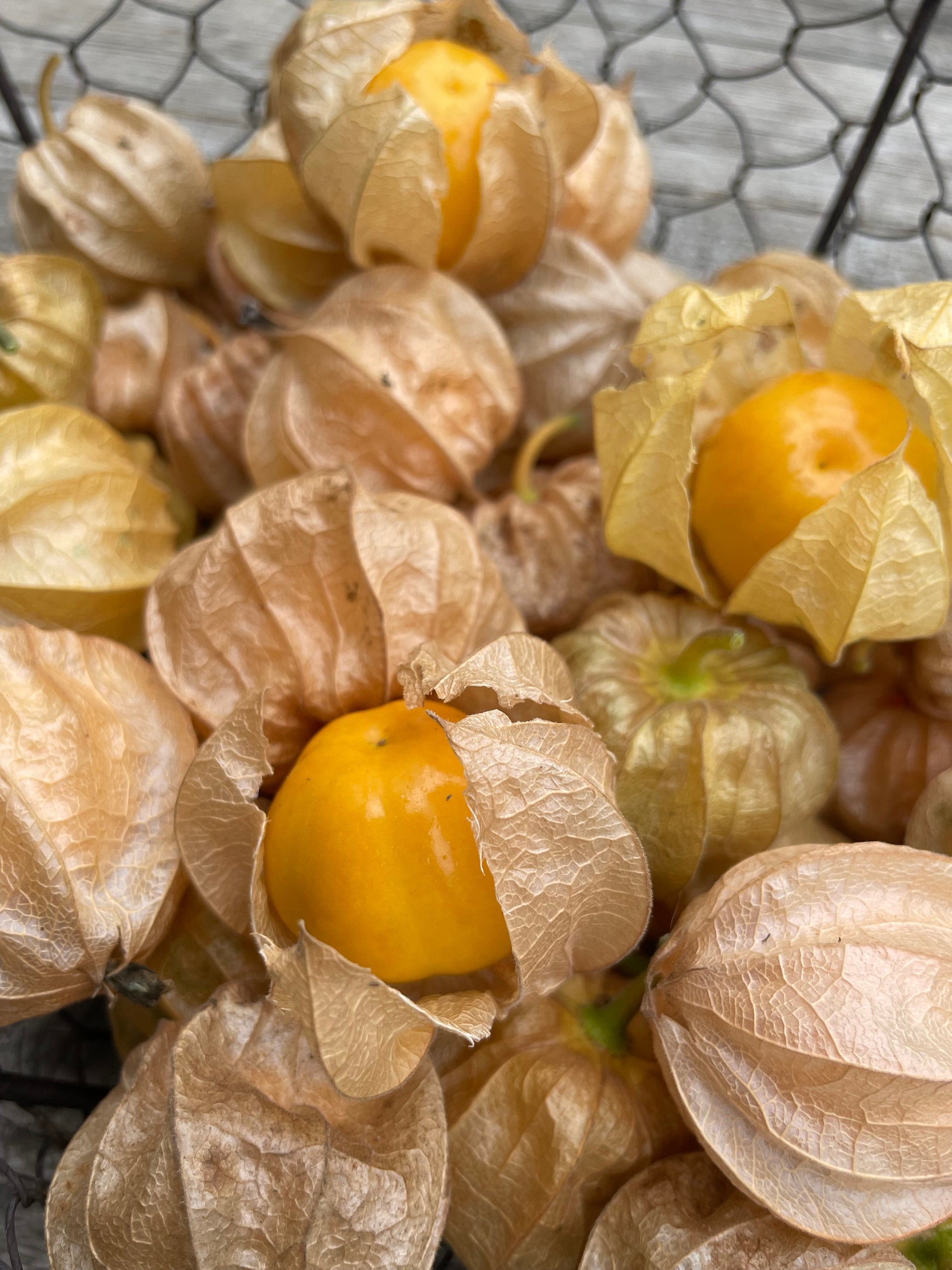 Physalis "Schönbrunner Gold" DER TOMATENFLÜSTERER