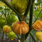 Physalis "Schönbrunner Gold" DER TOMATENFLÜSTERER