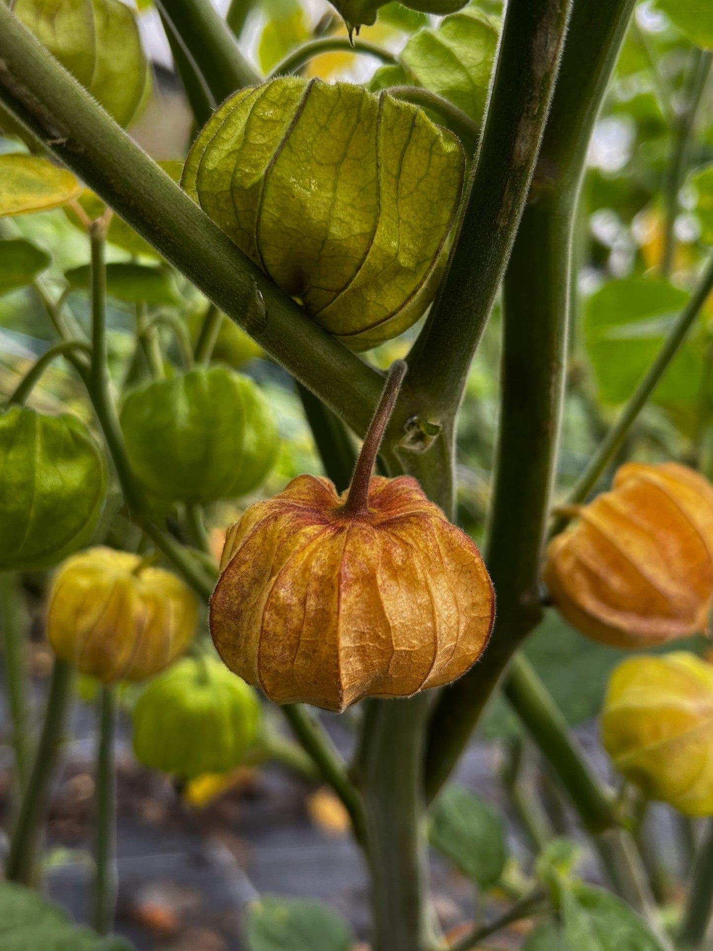 Physalis "Schönbrunner Gold" DER TOMATENFLÜSTERER