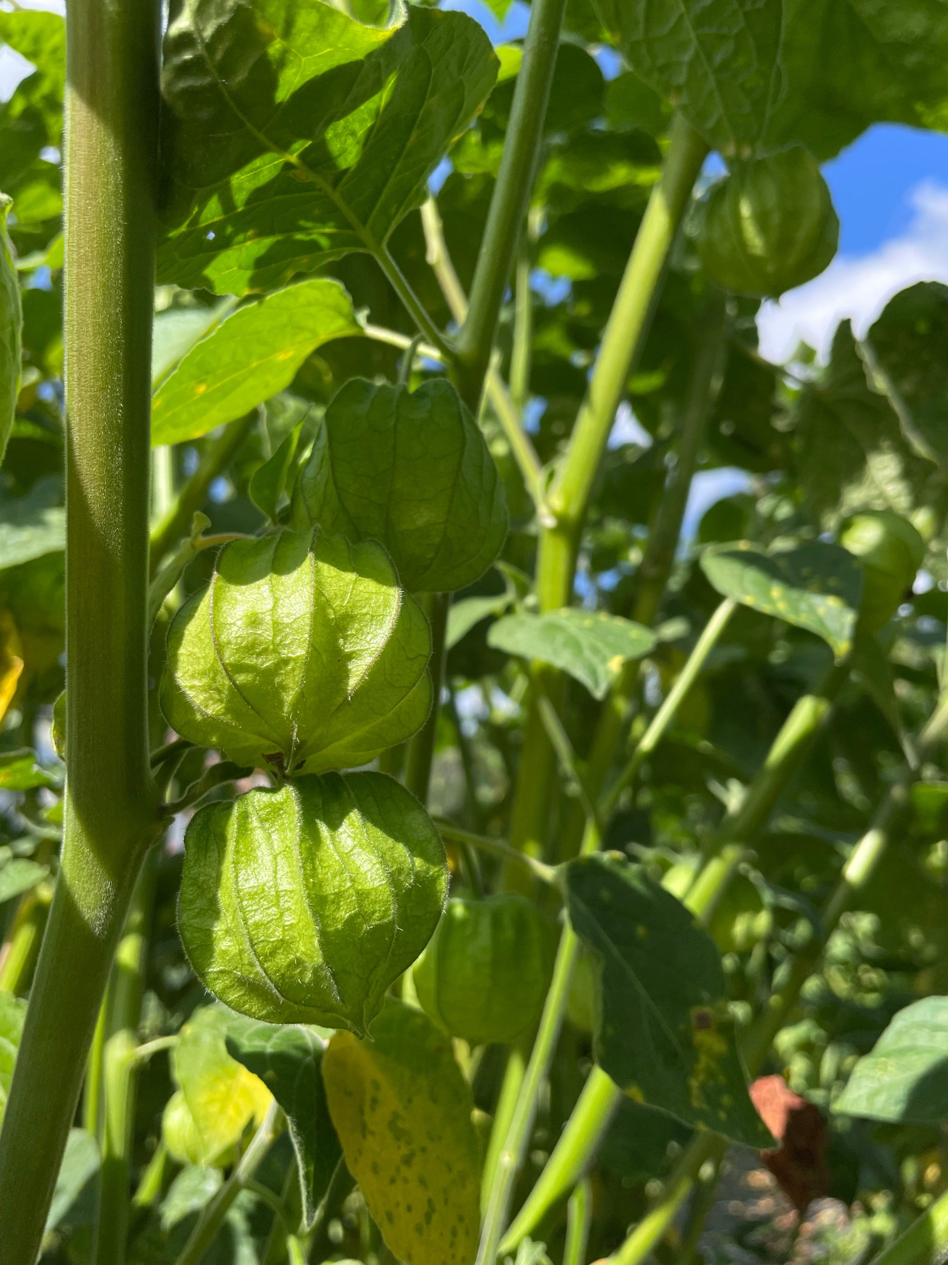 physalis aufbewahren Physalis "Schönbrunner Gold"