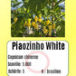 Piaozinho ´White´ DER TOMATENFLÜSTERER