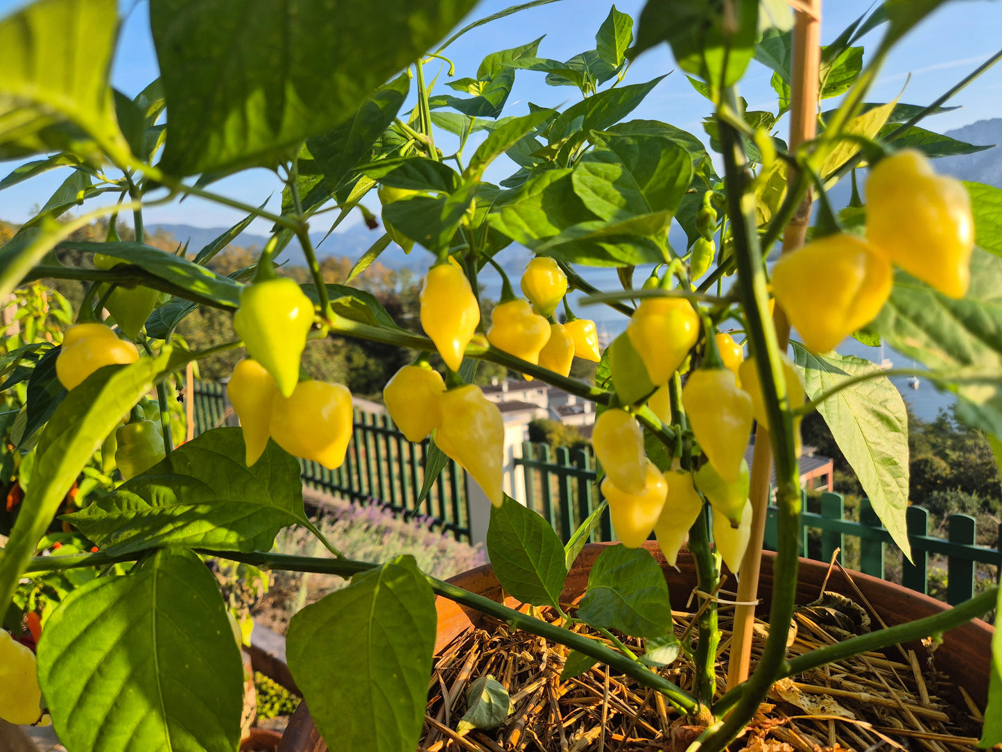 Piaozinho ´White´ DER TOMATENFLÜSTERER
