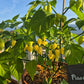 Piaozinho ´White´ DER TOMATENFLÜSTERER